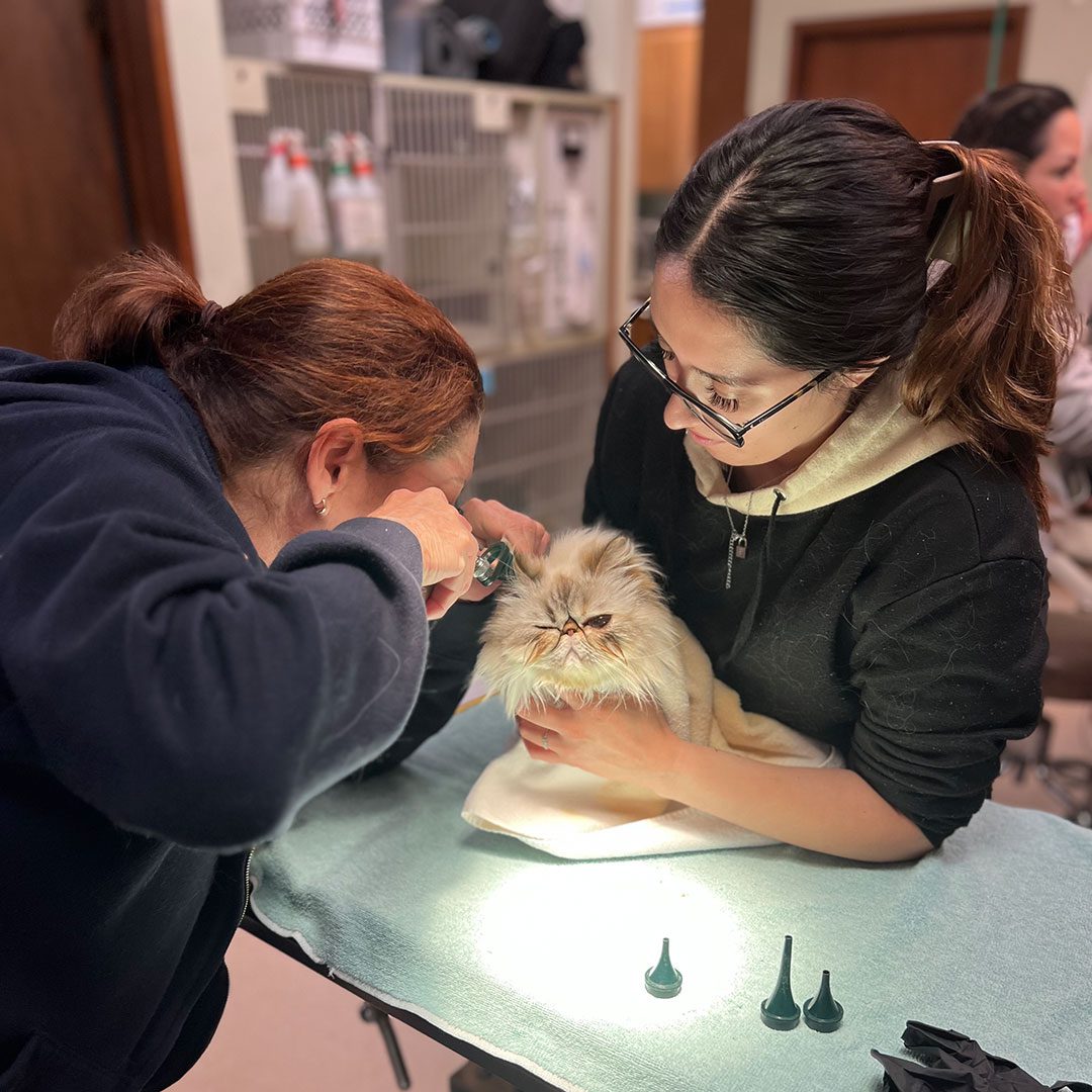 addressing-allergies-in-dogs-and-cats-in-coronado-ca-coronado