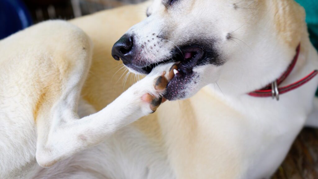 dog chewing its paws