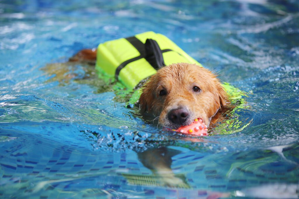 Golden Retriever Wearing Life Jacket And Holding Toy In Mouth In Swimming Pool. Dog Play With Ball. Dog Swimming.