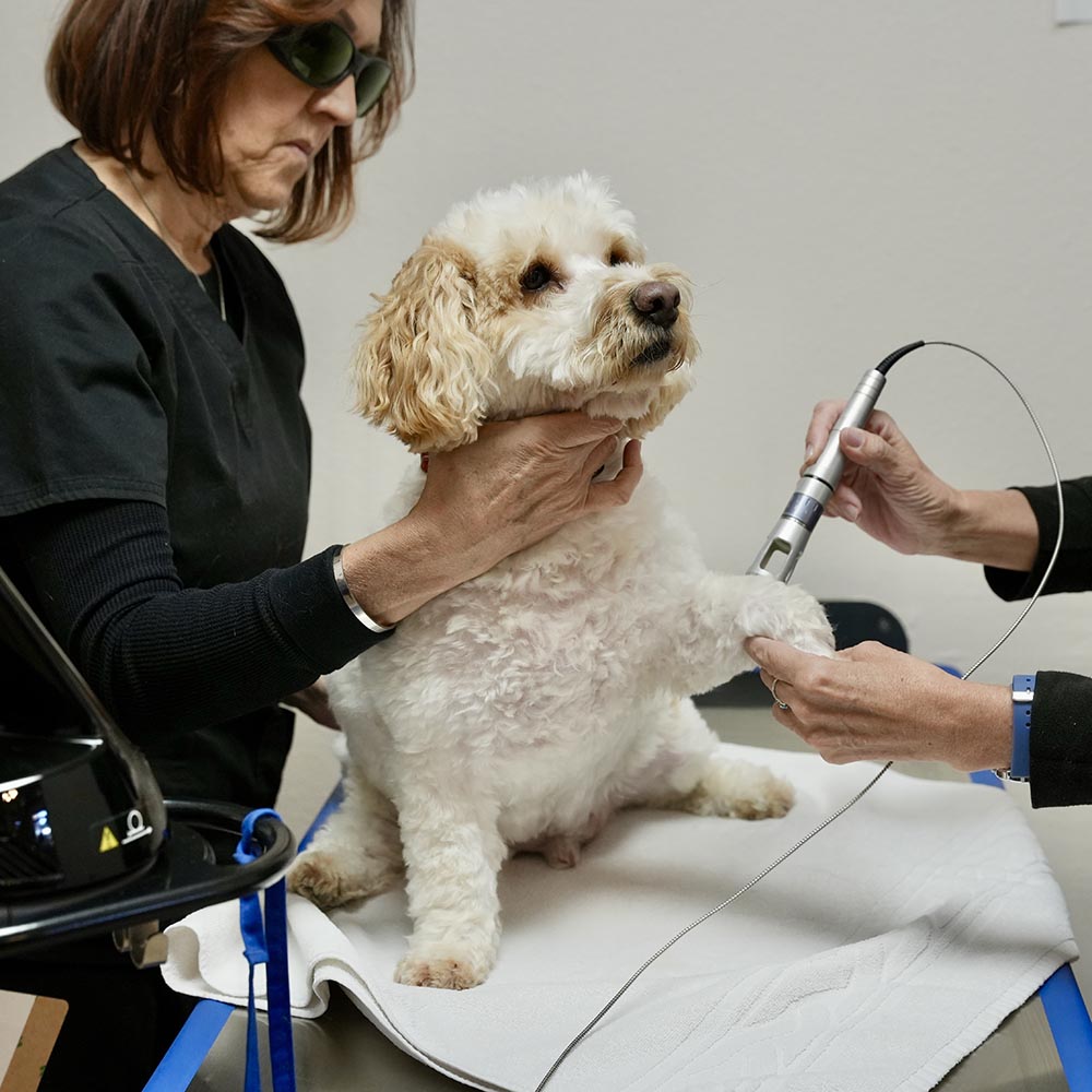 Cat and Dog Laser Therapy in Coronado, CA Coronado Veterinary Hospital