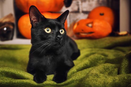 black-cat-laying-on-green-blanket-in-front-of-pumpkins