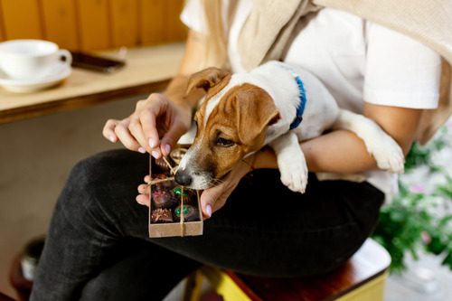 jack-russell-terrier-dog-sitting-on-female-owner's-lap-smelling-gift-box-of-chocolate