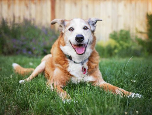 senior-dog-laying-in-the-grass-in-a-backyard