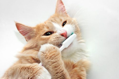 orange-and-white-cat-chewing-on-toothbrush