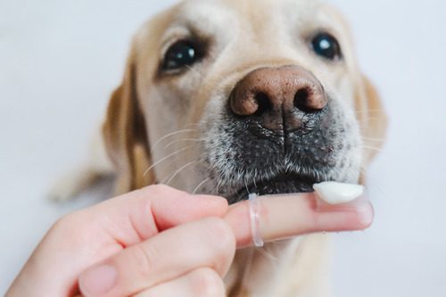 yellow-labrador-retriever-dog-sniffing-finger-brush-on-owner