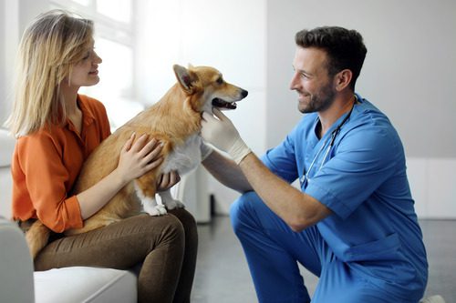 female-owner-holds-corgi-dog-in-her-lap-while-male-vet-examines-the-dog's-teeth