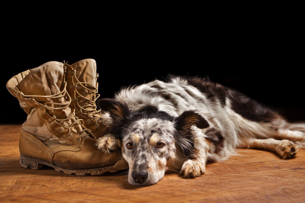 Border Collie Australian Shepherd Dog Canine Pet Lying On Tan Veteran Military Combat Work Construction Boots Looking Sad In Mourning Depressed Abandoned Alone Bereaved Worried Heartbroken
