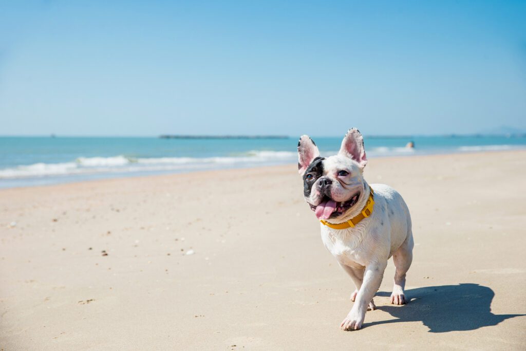 Portrait Of French Bulldog On The Beach
