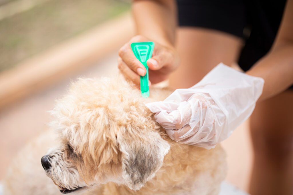 Close Up Woman Applying Tick And Flea Prevention Treatment And Medicine To Her Dog Or Pet