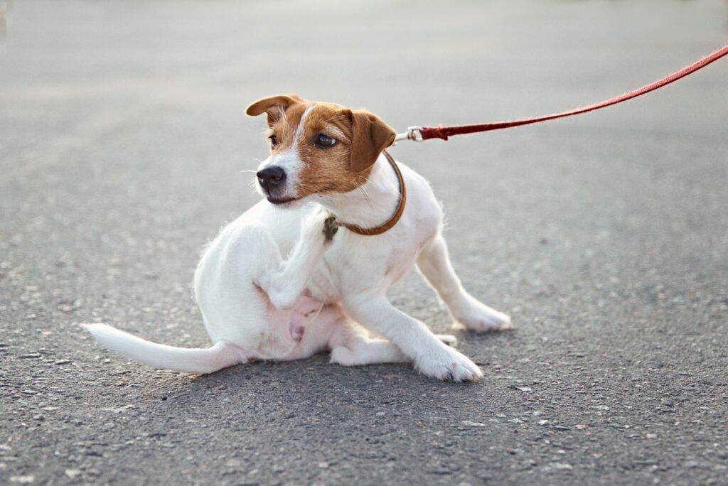 Owner Walking Her Jack Russell Terrier Dog Outside. Dog Scratches Fleas On The Street