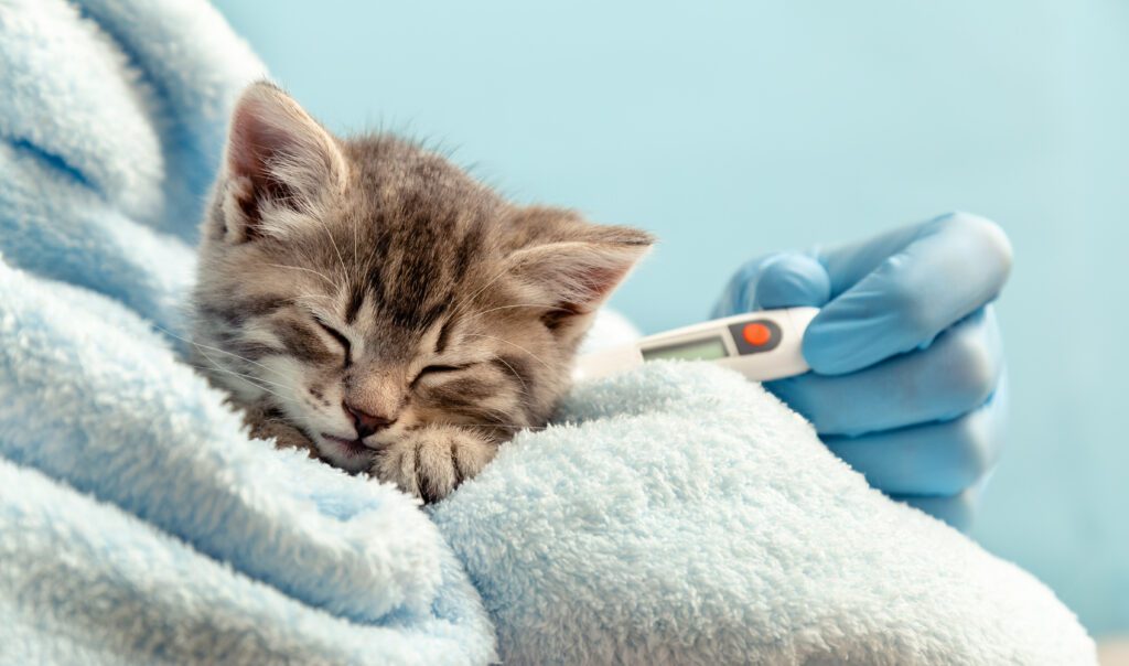 Veterinarian In Gloves Measures The Temperature To Cat, Tabby Kitten, Little Ill Baby Cat On Blue Plaid. Veterinary Clinic And Veterinarian Medicine For Pets And Veterinarian Medicine For Pets And Cats