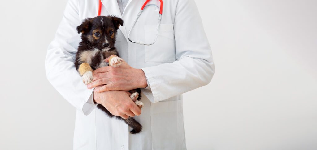 Puppy In Doctor Hands Veterinary Clinic. Dog Vet Check Up. Vet Doctor Holding Black Puppy To Check Health, Mammal Animal Pets. Vet Doctor With Stethoscope. Long Web Banner Copy Space White Background