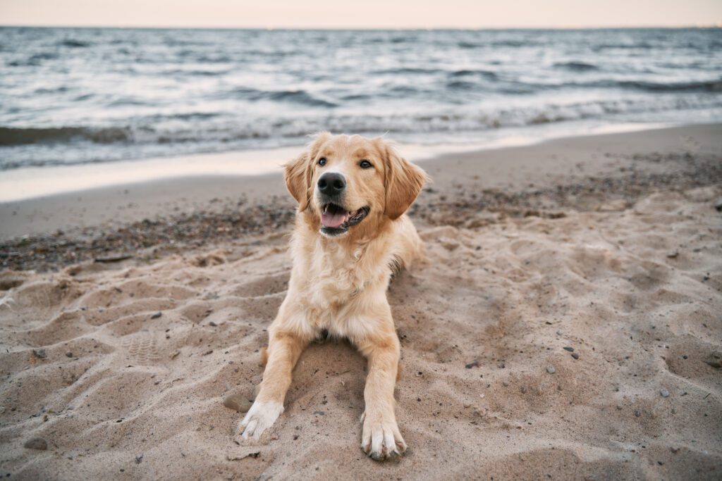 Golden Retriever Sitting On The Sand Beach Of The Baltic Sea. Concept For The Summer Adventures Of Purebreed Dog At The Seaside Vacation.