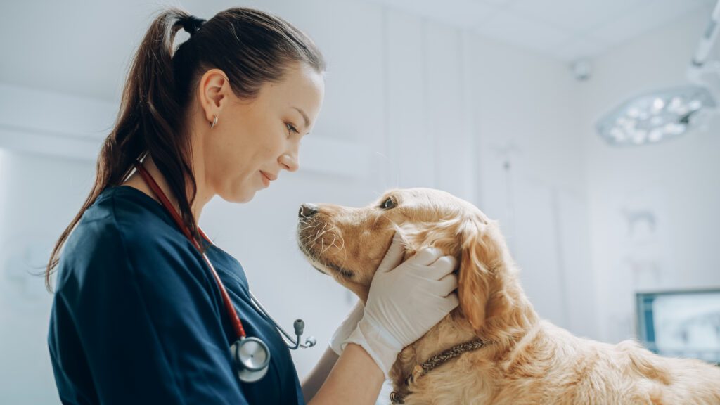 Beautiful Female Veterinarian Petting A Noble Golden Retriever D