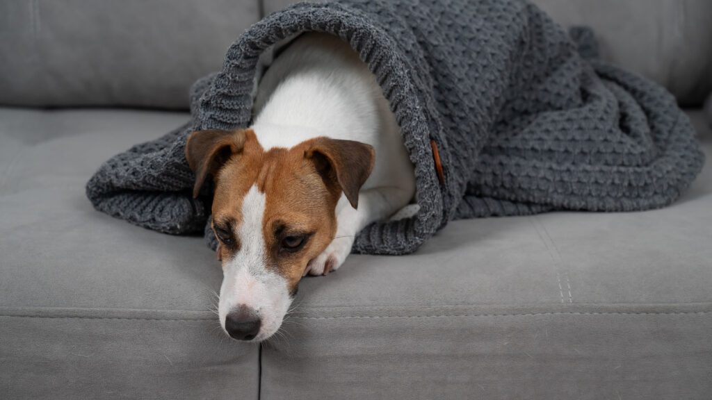 Jack Russell Terrier Dog Is Sick Lying On The Sofa Wrapped In A Blanket.