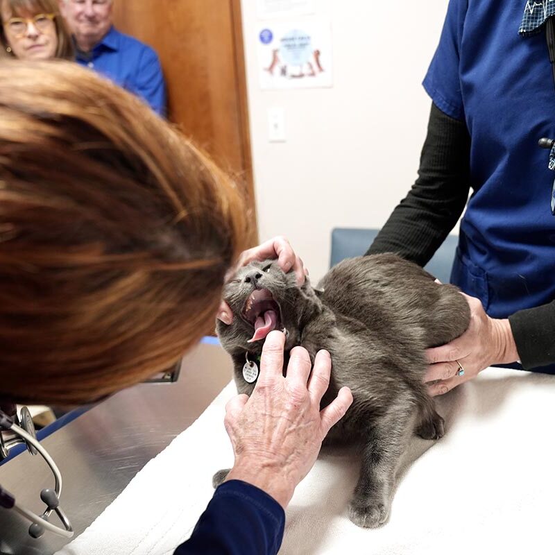 checking cat's teeth