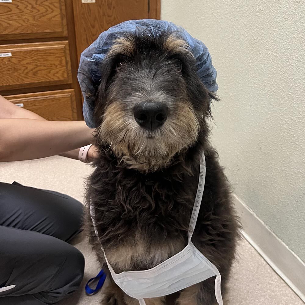 Dog Ready For Procedure