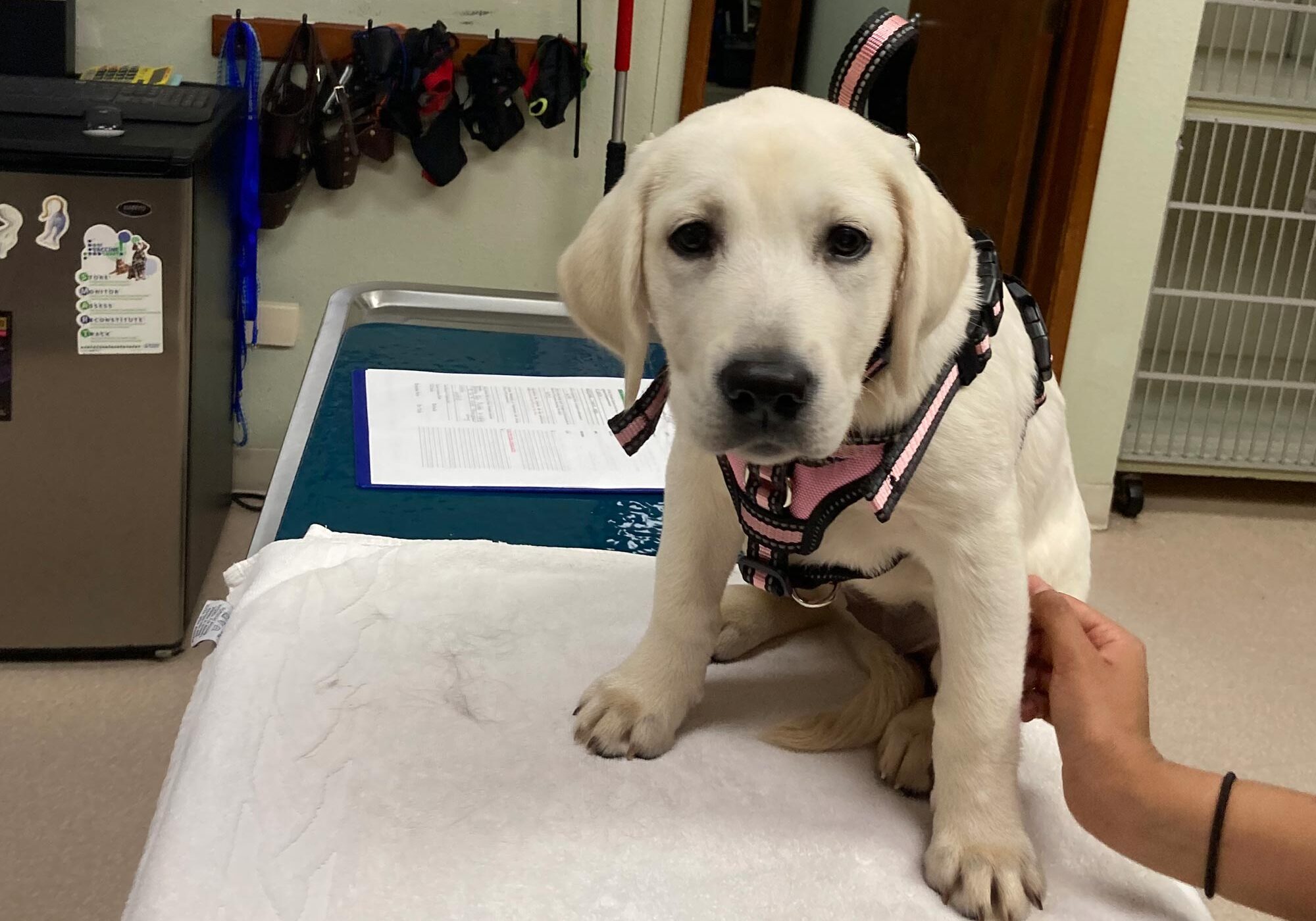 Puppy On Exam Table
