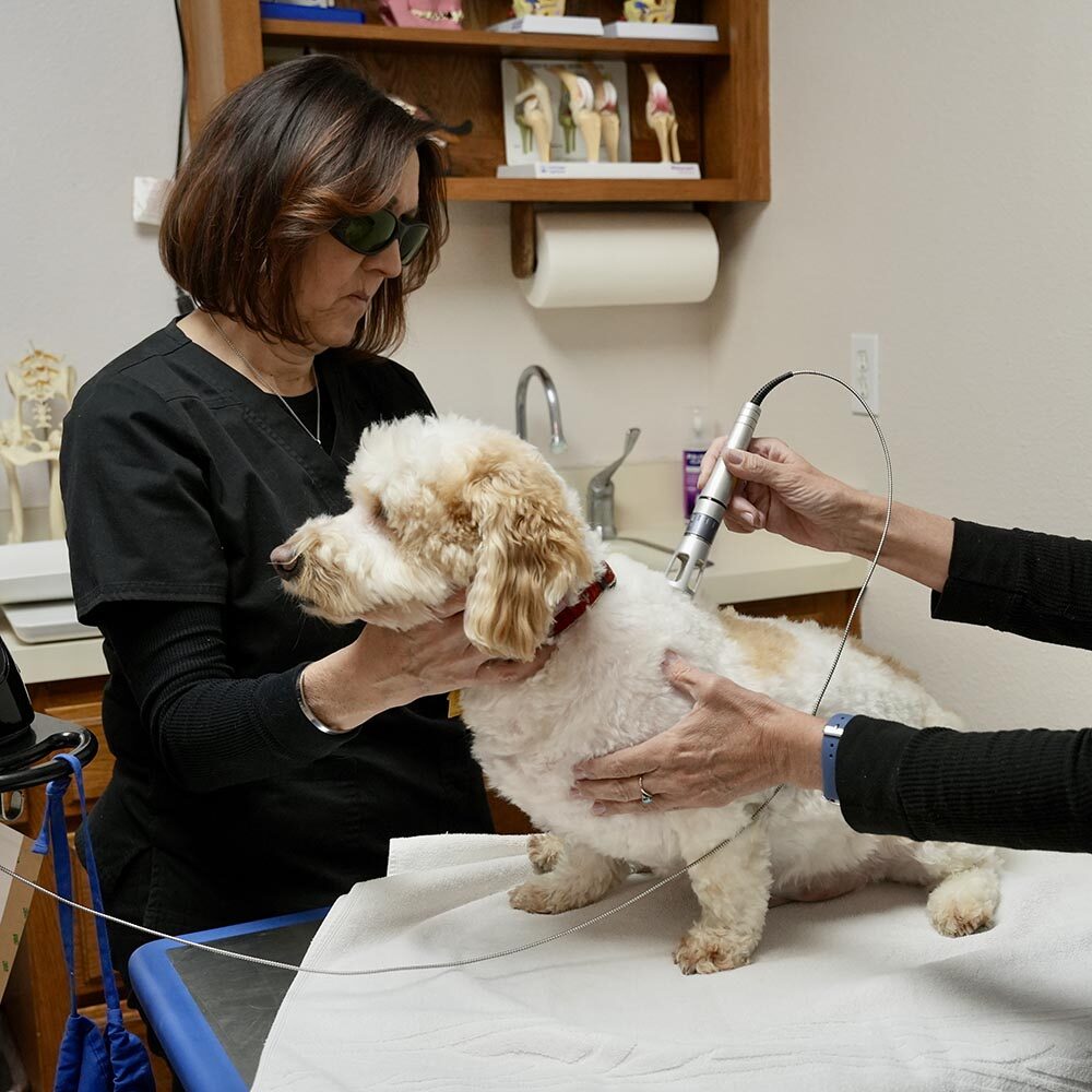 Woman Holding Dog During Laser Therapy Treatment